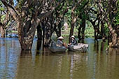 Tonle Sap - Kampong Phluk - Flooded mangrove forest 